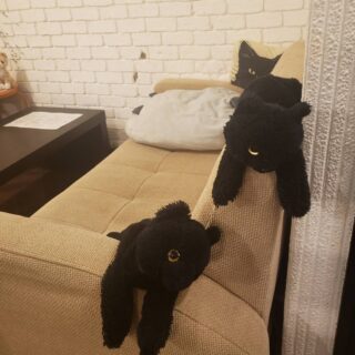 ねこ好き必見 占いと一緒に癒しの時間を…