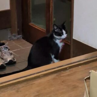 「はるちゃん脱走の巻」 ある日、私が帰…